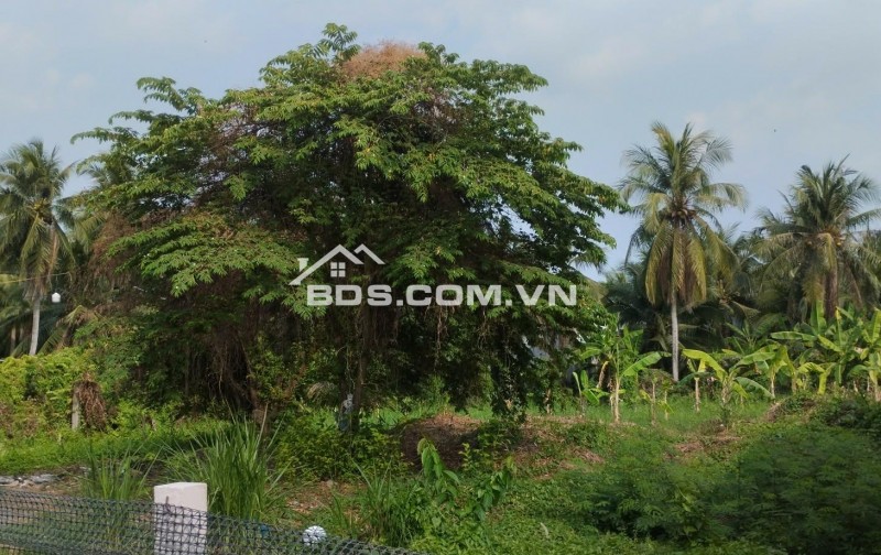 1000m2 đất mặt tiền lộ thầy Cai cách đại lộ Đông Tây 100m